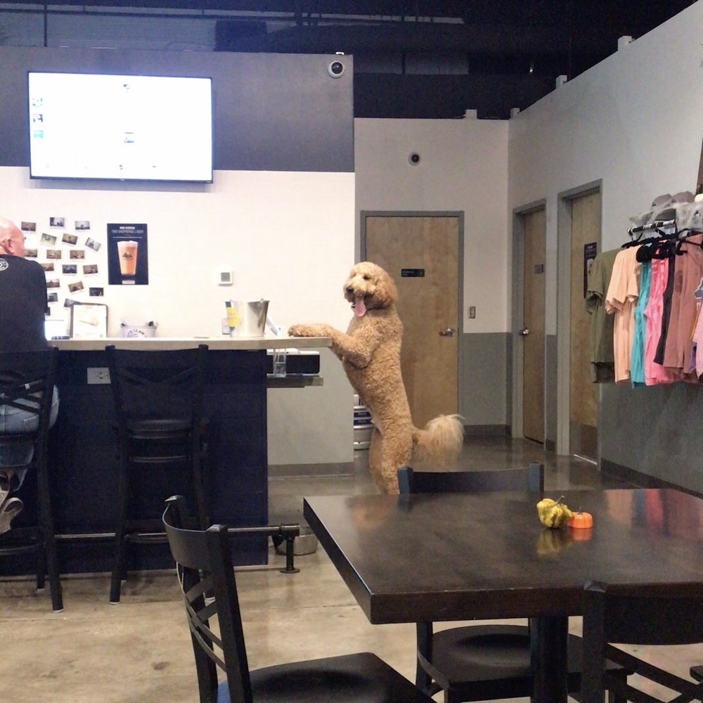 Two Shepherds Taproom - Well you may even see the dogs trying to check and pay ...Truly this speaks for itself!! PS to to right is swag to shop!! - Bars Near Me - Tampa, Florida Two Shepherds Taproom - Well you may even see the dogs trying to check and pay ...Truly this speaks for itself!! PS to to right is swag to shop!! - Bars Near Me - Tampa, Florida