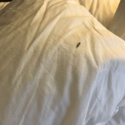 Bugs in bed