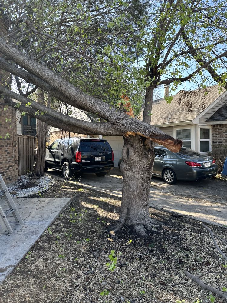 Ortega Tree Service - tree service in FORT WORTH, TX