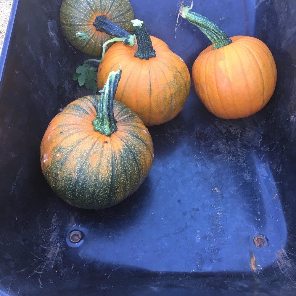 The Great Peter Pumpkin Patch - Pumpkin Patches Near Me - Petaluma, California The Great Peter Pumpkin Patch - Pumpkin Patches Near Me - Petaluma, California