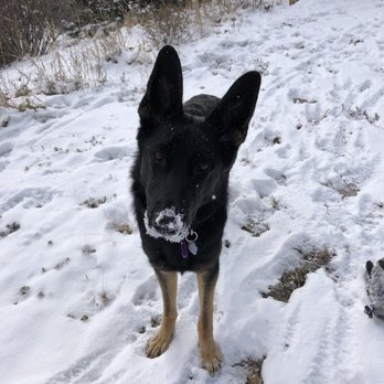 Rocky Mountain - Pet Training Near Me - Conifer, Colorado Rocky Mountain - Pet Training Near Me - Conifer, Colorado
