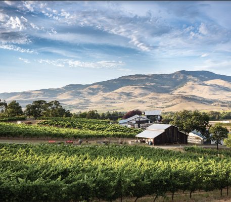 Weisinger Family Winery by null