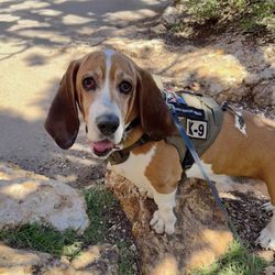 Jim & Mary's Rv Park - My boy Mr. Duke the basset Enjoying his time here!