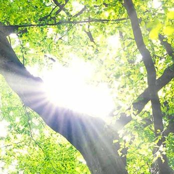 Aerial Bucket Service - Tree Services Near Me - Traverse City, Michigan Aerial Bucket Service - Tree Services Near Me - Traverse City, Michigan