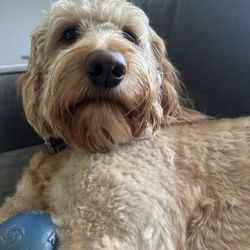 East Windsor Dog Park - my dog!