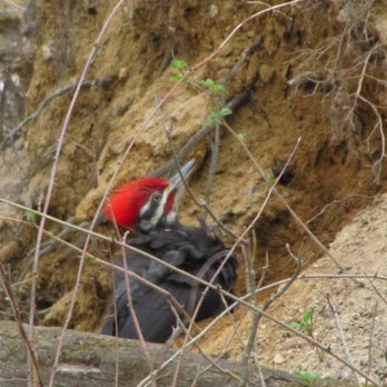 Kensington Metropark - Pileated Woodpecker - Horseback Riding Near Me - Milford, Michigan