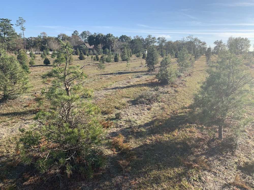 WHISPERING PINE CHRISTMAS TREE FARM Updated August 2024 1607 Penton