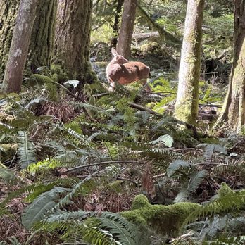 Wallace Falls State Park - Yes, a deer. - Parks Near Me - Gold Bar, Washington Wallace Falls State Park - Yes, a deer. - Parks Near Me - Gold Bar, Washington
