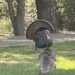 City of San Ramon - Turkeys