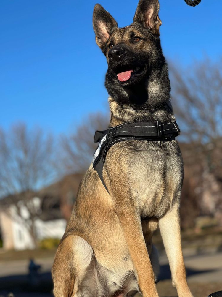 MILITARY KENNELS AKC BELGIAN MALINOIS BREEDER DFW Updated September