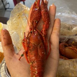 Monster crawfish during season Monster crawfish during season