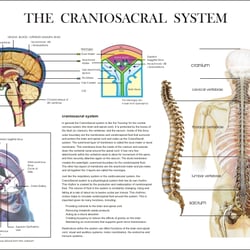 Luminous Healing Inc. - The Craniosacral System has a powerful influence over the nervous, endocrine, and immune systems and a has a total -body effect.~Dr. Upleger