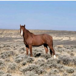 Pilot Butte Wild Horse Scenic Tour