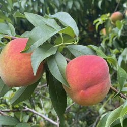 Graham's U Pick Peaches