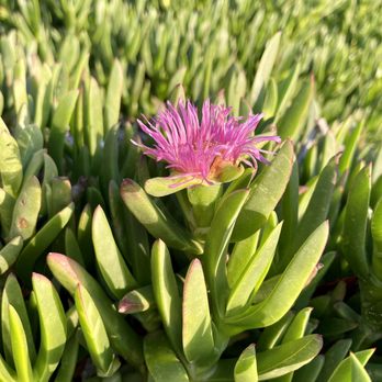 Shell Beach - Ice plant - Beaches Near Me - San Diego, California Shell Beach - Ice plant - Beaches Near Me - San Diego, California
