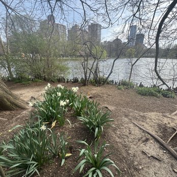 Harlem Meer - Spring flowers blooming at Harlem Meer - Parks Near Me - New York, New York