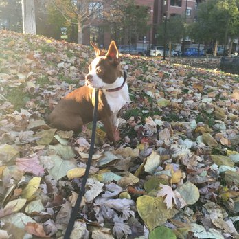 Your Pup's Pal - Dog Walkers Near Me