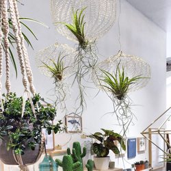 Winkel van Sinkel - Diese Airplants. Winkel van Sinkel in Hamburg