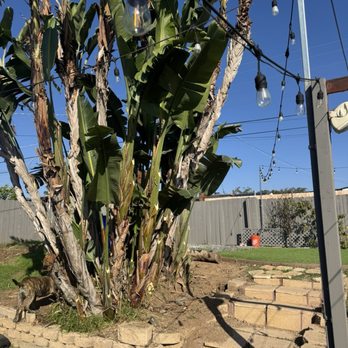A Better Tree Service - After trimming - Tree Services Near Me - San Diego, California A Better Tree Service - After trimming - Tree Services Near Me - San Diego, California