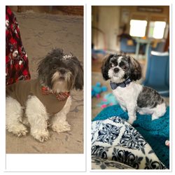 Posh Puppy - Jameson before/after