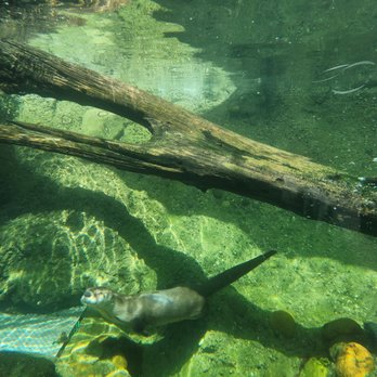 CuriOdyssey - River otter swimming - Zoos Near Me - San Mateo, California