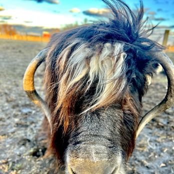 Woolly Yak Ranch & Winery - A cute yak that came over to say hello! - Ranches Near Me - Arcadia, Indiana Woolly Yak Ranch & Winery - A cute yak that came over to say hello! - Ranches Near Me - Arcadia, Indiana