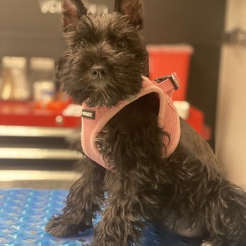Sunset Animal Clinic - Awesome staff, beautiful and CLEAN facility!!! Echo loved it here!! - Veterinarians Near Me - Miami, Florida Sunset Animal Clinic - Awesome staff, beautiful and CLEAN facility!!! Echo loved it here!! - Veterinarians Near Me - Miami, Florida