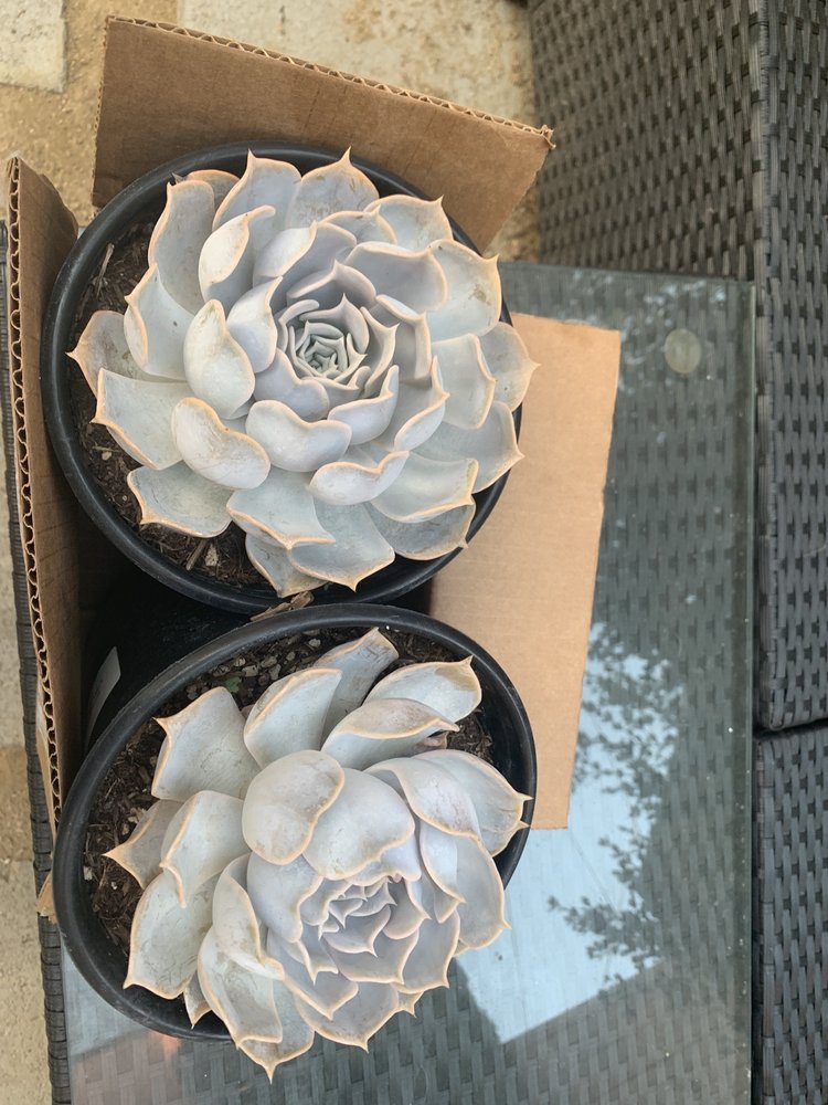 A&A NURSERY 57 Photos Los Angeles, California Nurseries