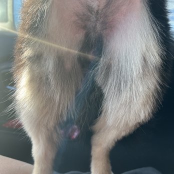 Petco - Why would you leave it like this? $80 for this? - Pet Stores Near Me - Holly Springs, North Carolina Petco - Why would you leave it like this? $80 for this? - Pet Stores Near Me - Holly Springs, North Carolina