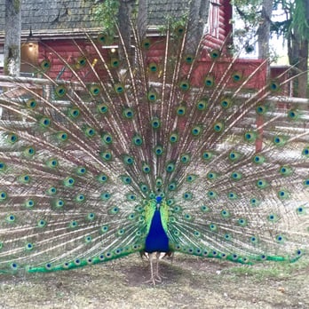 Beacon Hill Children's Farm - Zoos Near Me - Victoria, British Columbia Beacon Hill Children's Farm - Zoos Near Me - Victoria, British Columbia