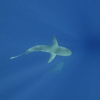 Hawaii Adventure Diving - Scuba Diving Near Me - Haleiwa, Hawaii