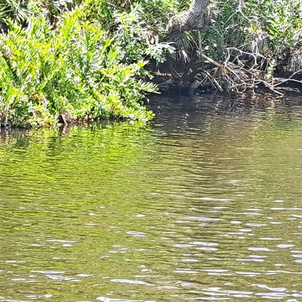 Captain Hirams River King - Boat Tours Near Me - Sebastian, Florida
