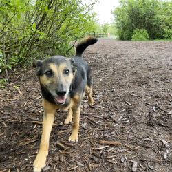Myownly Boarding Kennel - Rocky