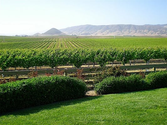 Edna Valley Vineyard by null