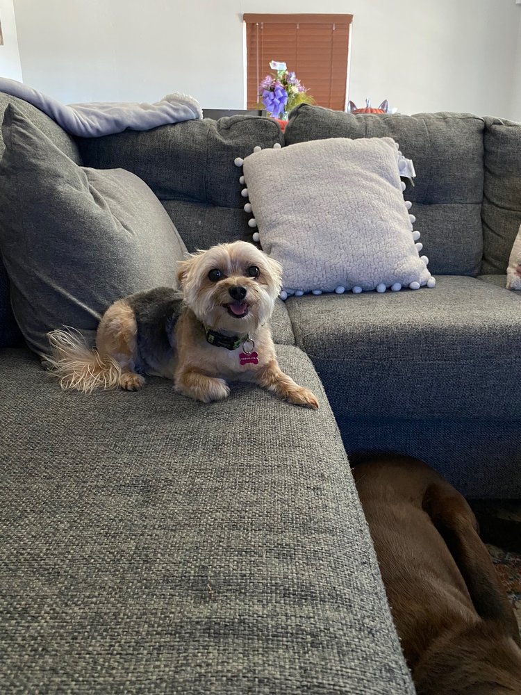 DIAMOND IN THE RUFF GROOMING SPA 73 Photos & 66 Reviews 856 N Sacramento St, Lodi