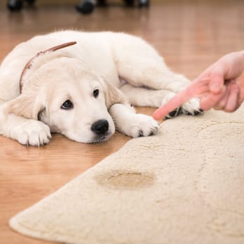Safe Clean Carpet Upholstery & Tile - Carpet Cleaning Near Me Safe Clean Carpet Upholstery & Tile - Carpet Cleaning Near Me