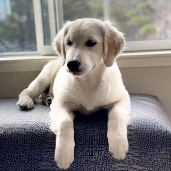 Creamy Retrievers - Serafina - Pet Breeders Near Me