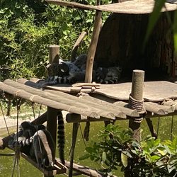 Zoológico Metropolitano - Lemurs