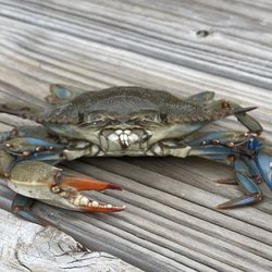 Captain Rick's Seafood