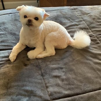 Praise the Paw - Pet Groomers Near Me - Denver, Colorado