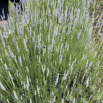 Silver Fox Lavender Farm - Venues & Event Spaces Near Me - Nellysford, Virginia Silver Fox Lavender Farm - Venues & Event Spaces Near Me - Nellysford, Virginia