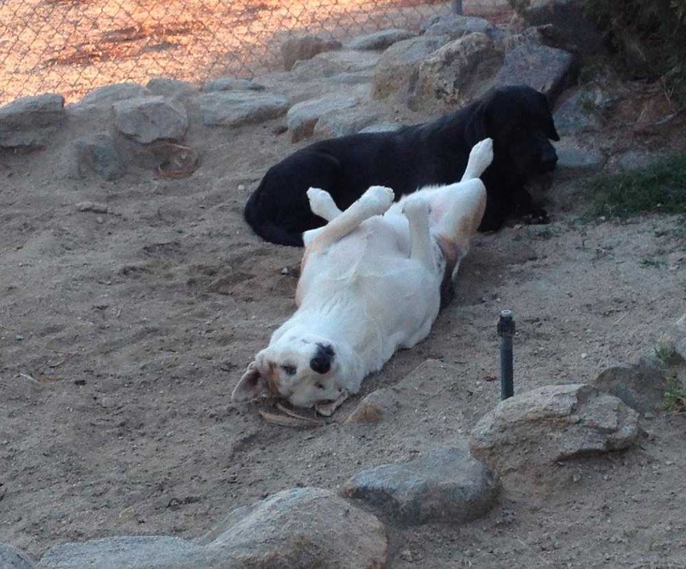 Kitty's Wildlife Refuge & Rescue - social services organization in SKY VALLEY, CA