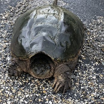 Eagle Cliff Campground - Big turtle. He wouldn't show his head. - Campgrounds Near Me - Lanesboro, Minnesota Eagle Cliff Campground - Big turtle. He wouldn't show his head. - Campgrounds Near Me - Lanesboro, Minnesota