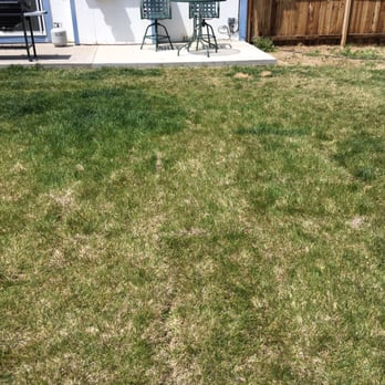 Dayton Valley Turf - This is what it looks like two months later. Awful! - Nurseries & Gardening Near Me - Reno, Nevada Dayton Valley Turf - This is what it looks like two months later. Awful! - Nurseries & Gardening Near Me - Reno, Nevada
