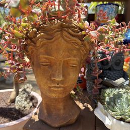 Beautiful birthday succulent Beautiful birthday succulent