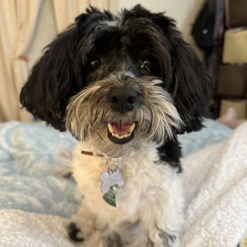Bonita Havanese - Our second Havanese, Bonnie! - Pet Breeders Near Me Bonita Havanese - Our second Havanese, Bonnie! - Pet Breeders Near Me