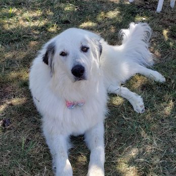 Pooch Parlor - Maggie is beautiful they did a great job on her. - Pet Groomers Near Me - Keizer, Oregon Pooch Parlor - Maggie is beautiful they did a great job on her. - Pet Groomers Near Me - Keizer, Oregon