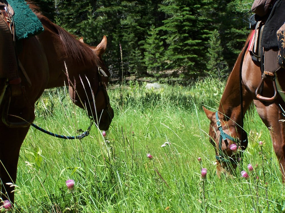 THE RANCH AT JUNIPER CREEK Updated August 2024 Truckee, California Horse Boarding Phone
