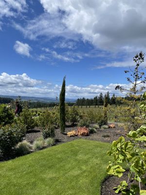 Alloro Vineyard by null