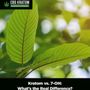 Photo of CBD Kratom